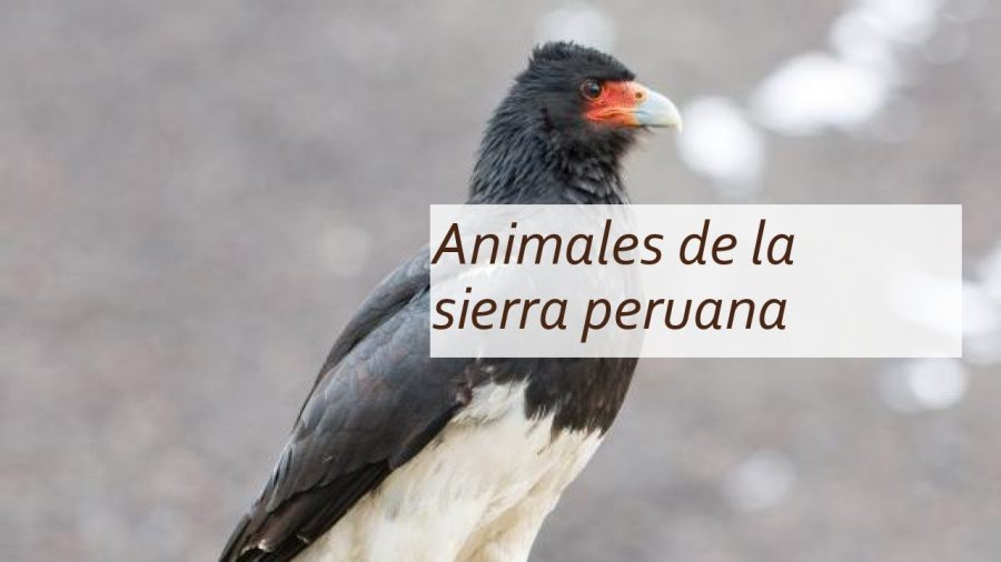 Explora la riqueza de la flora y fauna de la Sierra: Descubre todo en nuestro blog