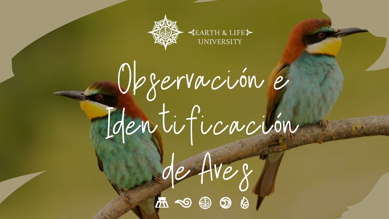Descubre la belleza natural: Observación de aves y vida silvestre en la Sierra
