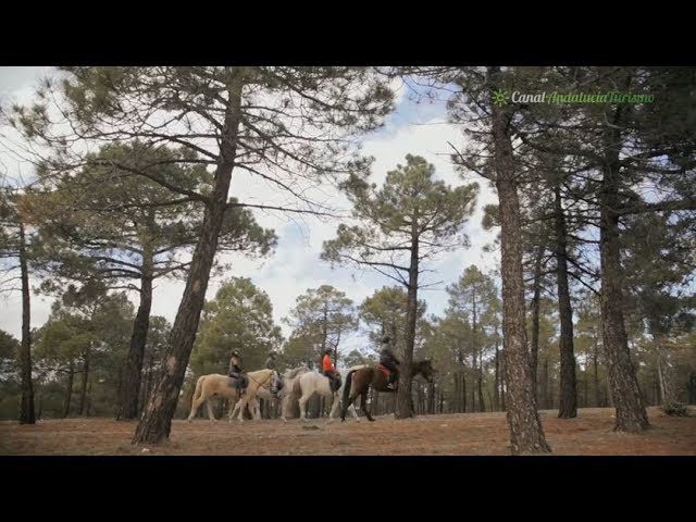 ¡Descubre la Sierra a Caballo! Paseos Ecuestres Inolvidables