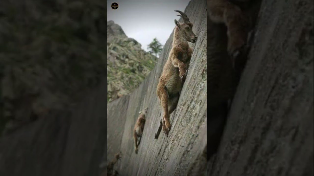 Conquista las cimas más altas de la Sierra con la escalada en roca: ¡Descubre cómo desafiar nuevos picos en nuestra guía completa!