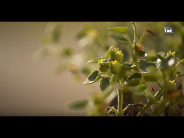 Explora la Belleza Natural: Jardines Botánicos y la Diversidad Floral de la Sierra