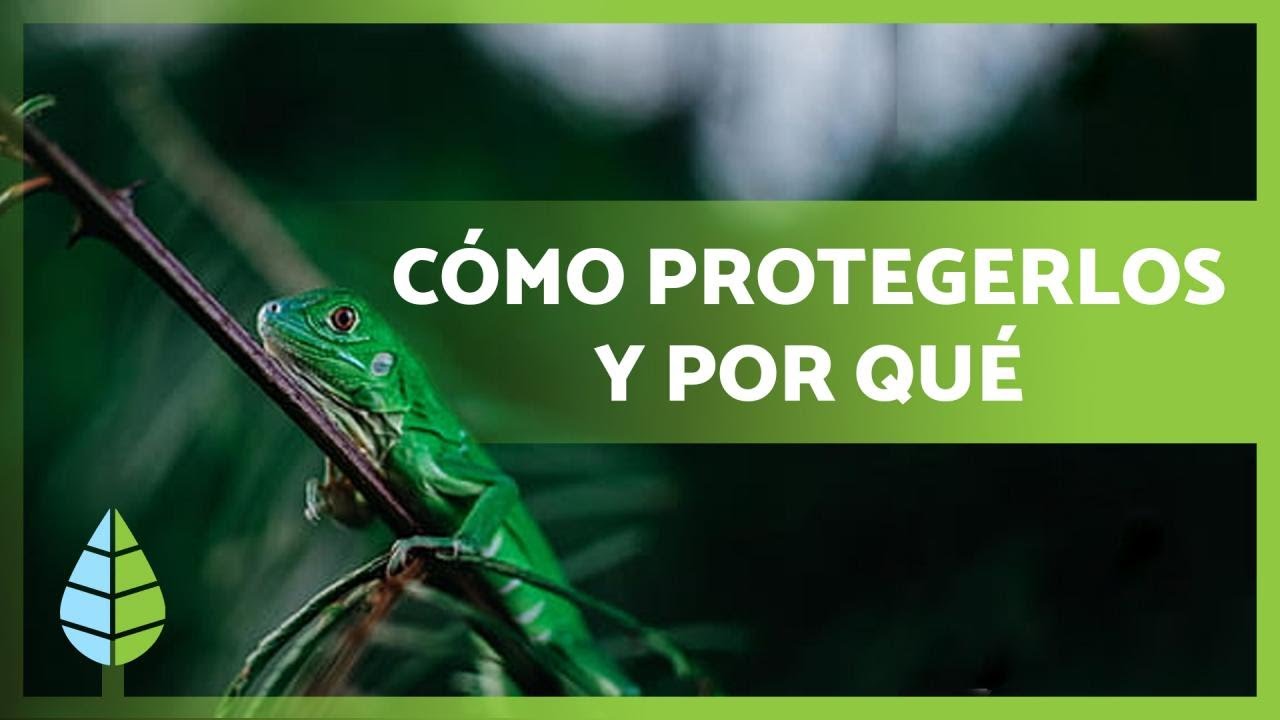 Conservación de especies en peligro: El papel crucial de la protección en la Sierra