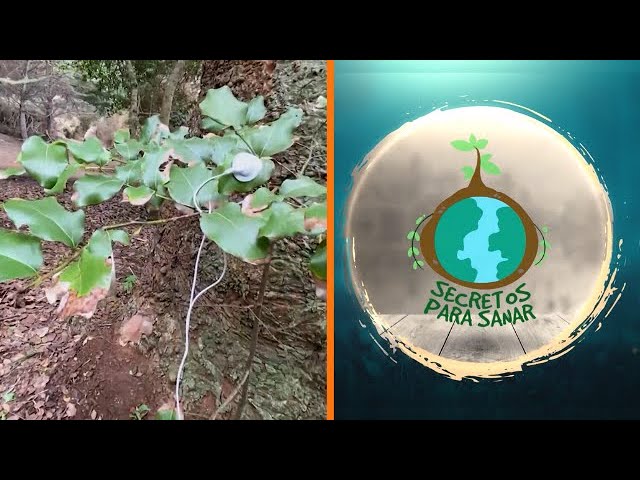 Sumérgete en la Naturaleza: Experiencias Sensoriales con Sonidos y Olores que Despertarán tus Sentidos