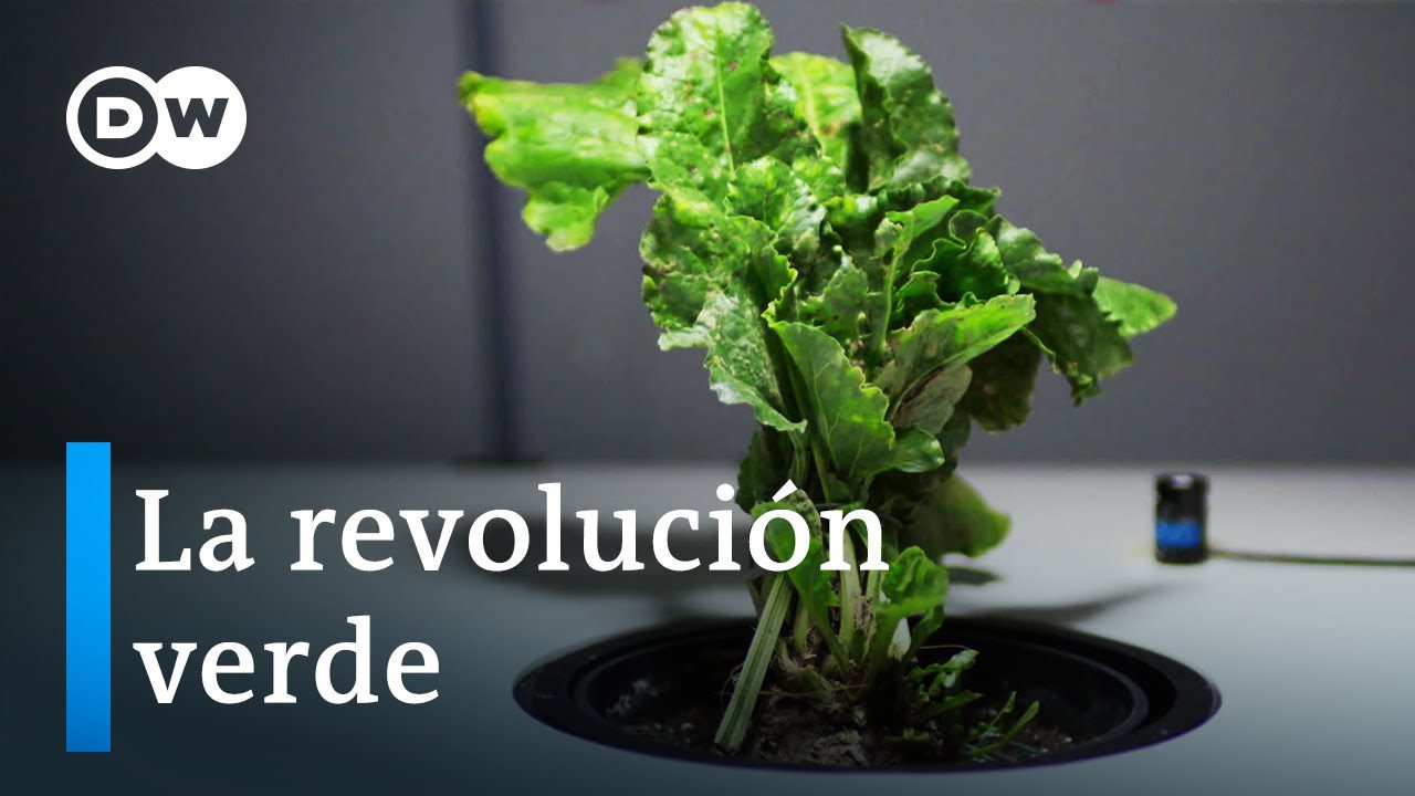 La-Revolucion-Verde-Transformacion-Agricola-y-Desarrollo-Sostenible-1 | CR Diario
