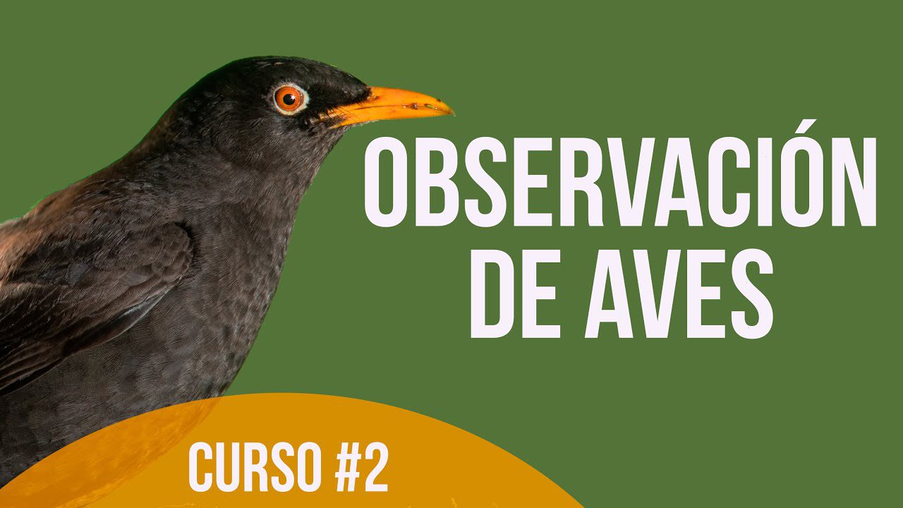 Descubre las Mejores Rutas Ornitológicas para la Observación de Aves en su Medio Natural