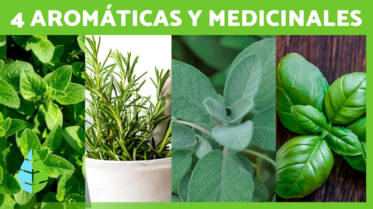 Descubre el poder curativo de la sierra aromática: plantas medicinales y sus beneficios