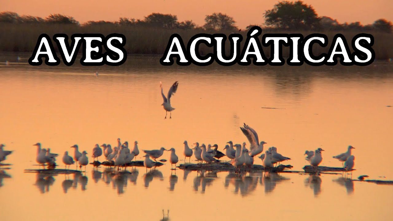 Explora las Mejores Rutas de Observación de Aves Acuáticas en Lagunas y Humedales
