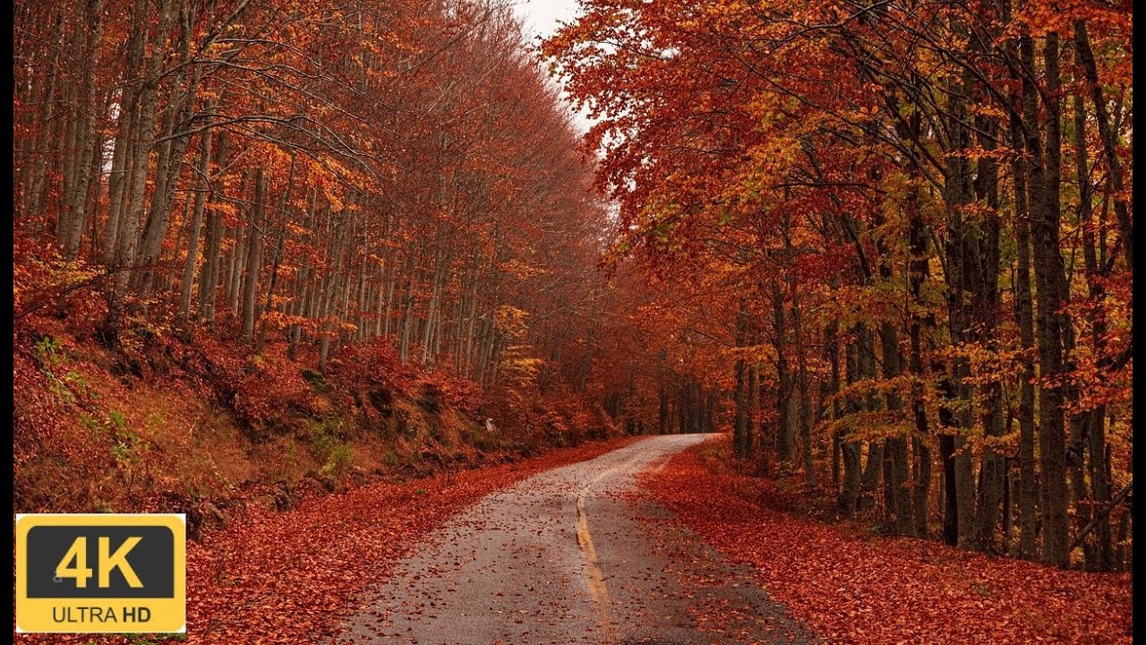 Descubre los Senderos de Otoño: Maravillosos Paisajes en Tonalidades Cálidas