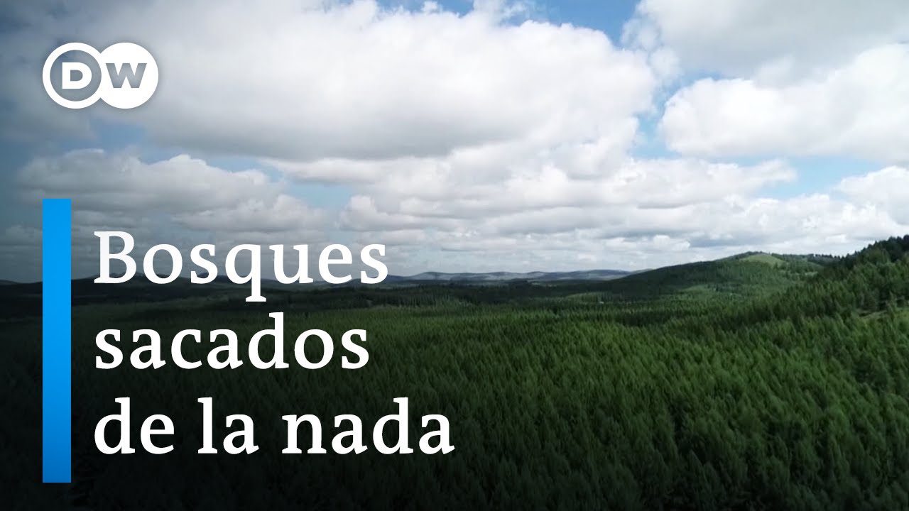 Descubre las Iniciativas Ecológicas de Sierra Verde: Programas de Reforestación y Sostenibilidad Ambiental