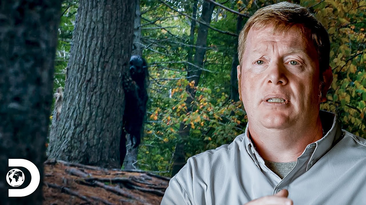 Sierra en Cuatro Patas: Explora la Montaña con Tu Perro | Guía para Disfrutar al Aire Libre