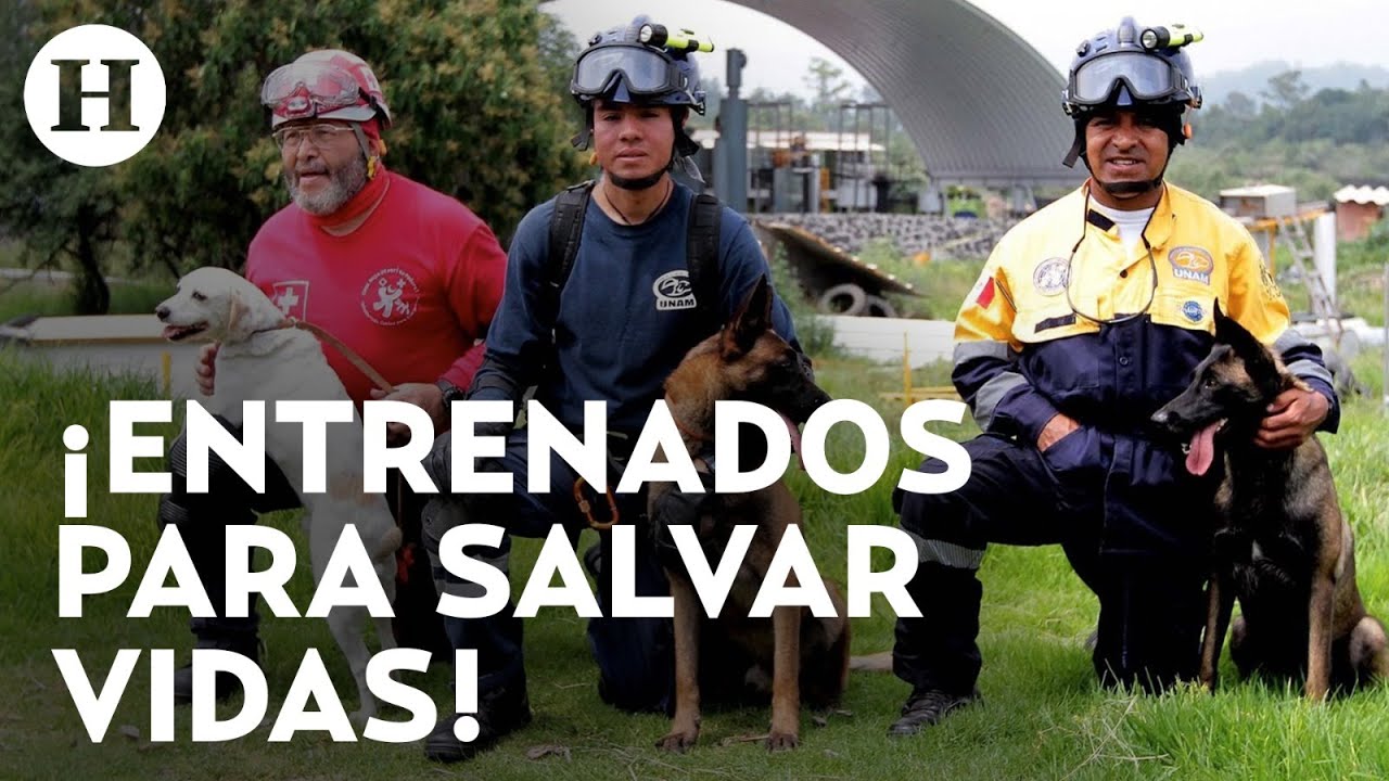 Explorando la Sierra en Cuatro Patas: Aventuras de Paseos con Perros de Rescate