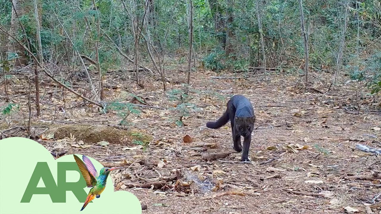Descubre la Esencia Animal de la Sierra a Través de la Fotografía Silvestre