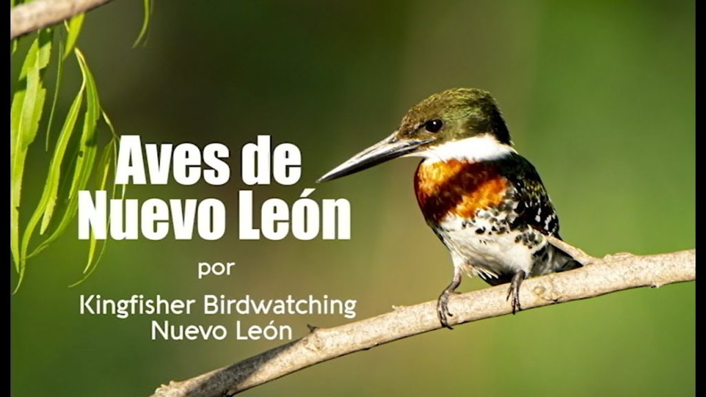 Descubre la Avifauna única y la Observación de Aves en la Región: Guía para Observadores de Aves