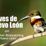 Descubre la Avifauna única y la Observación de Aves en la Región: Guía para Observadores de Aves