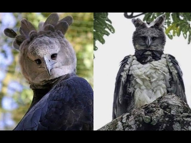 Observación de aves rapaces: Maravíllate con la majestuosidad del águila