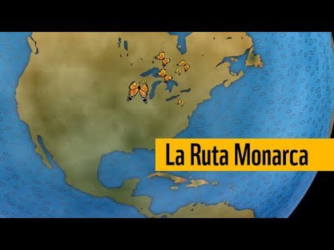 Descubre las Mejores Rutas de Mariposas: Observa la Fascinante Vida Insectil en las Alturas