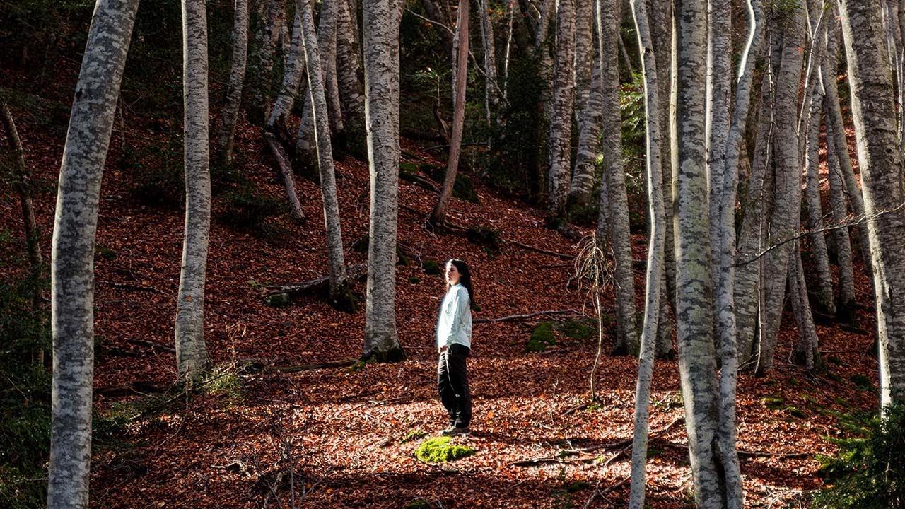 Descubre la belleza del senderismo fotográfico en otoño: colores cálidos y paisajes dorados
