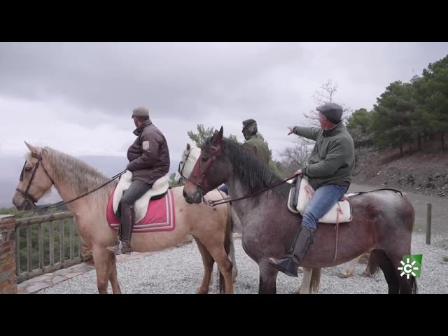 Descubre la Belleza de la Sierra de Madrid a Caballo: Paseos Ecuestres en Plena Naturaleza