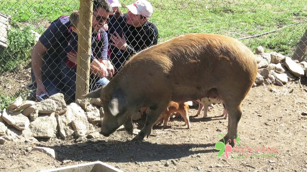 Descubre la Sierra de Madrid en Familia: 10 actividades imprescindibles para pequeños exploradores