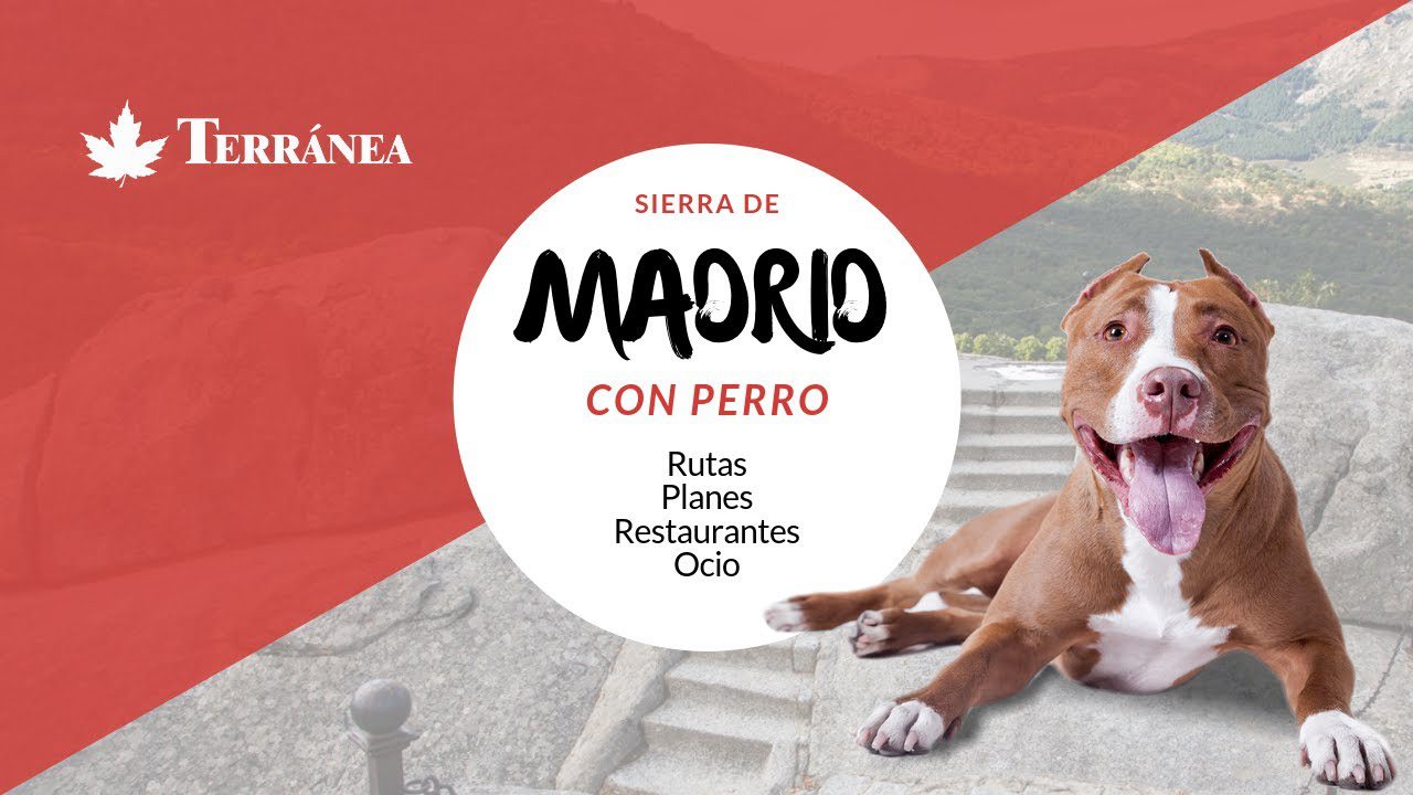 Aventuras-con-Cuatro-Patas-Explora-la-Sierra-de-Madrid-con-Tu-Perro | CR Diario