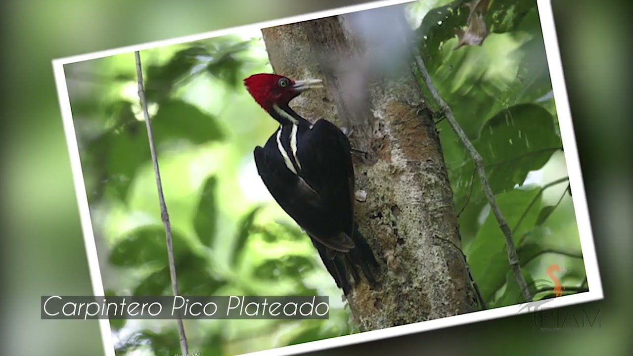 Rutas Ornitológicas de Primavera: Observación de Aves Migratorias