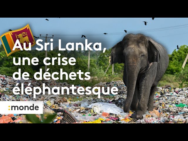 Consejos para opositar en Sri Lanka: Todo lo que necesitas saber para alcanzar tu meta