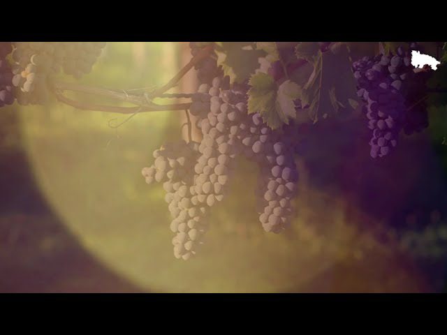 El Día de la Rioja: Celebrando la Identidad Regional