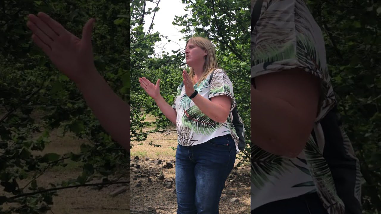 La-Fiesta-de-la-Avellana-en-Reus-Tradicion-y-Agricultura | CR Diario La Fiesta de la Avellana en Reus: Tradición y Agricultura