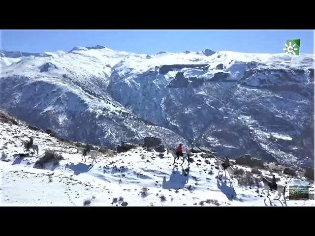 Descubre la belleza de la Sierra Granadina a caballo: Paseos ecuestres en plena naturaleza