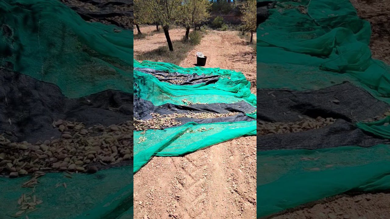 La-Fiesta-de-la-Almendra-en-Elche-de-la-Sierra-Tradicion-y-Agricultura | CR Diario La Fiesta de la Almendra en Elche de la Sierra: Tradición y Agricultura