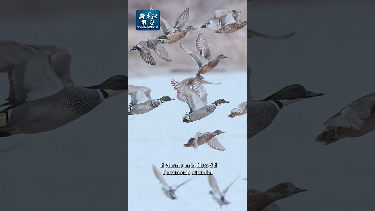 Observación de Aves Migratorias: Descubre las Rutas Aladas en la Sierra