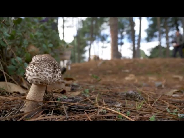 Sierra de Granada en Tonos Dorados: Las Mejores Rutas de Otoño