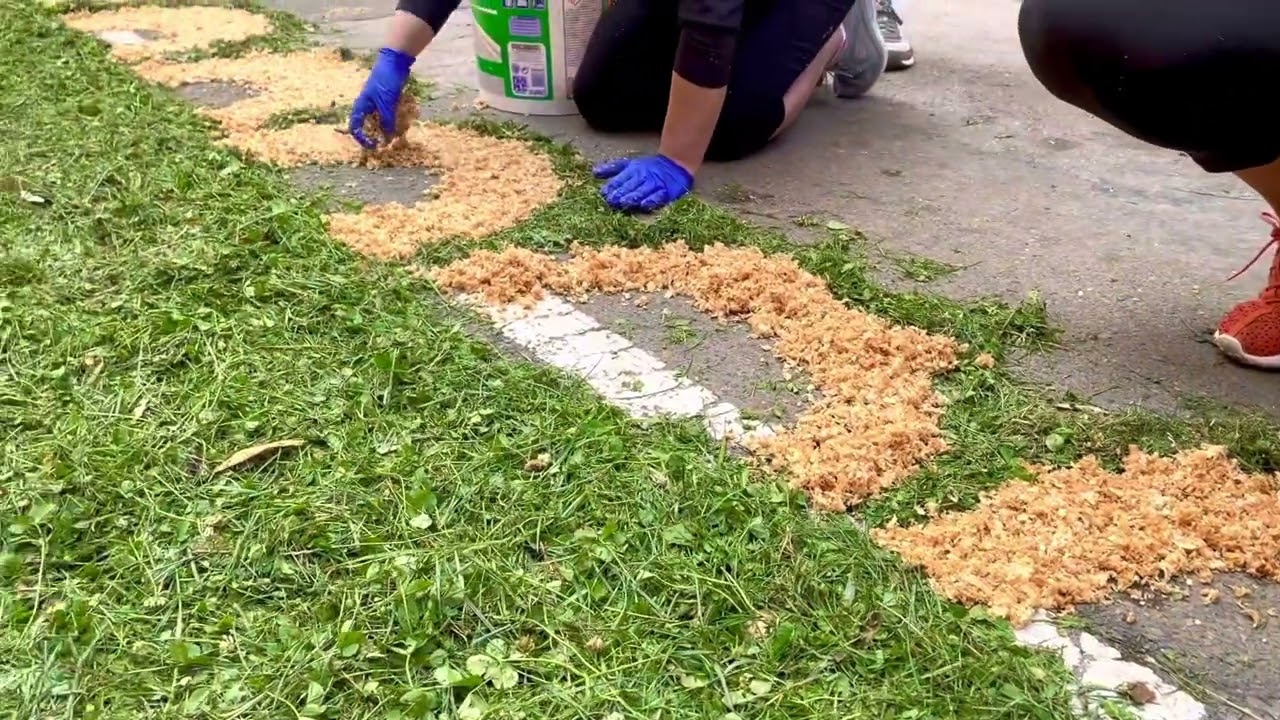 El Festival de las Alfombras Florales en Campo Maior: Arte y Tradición