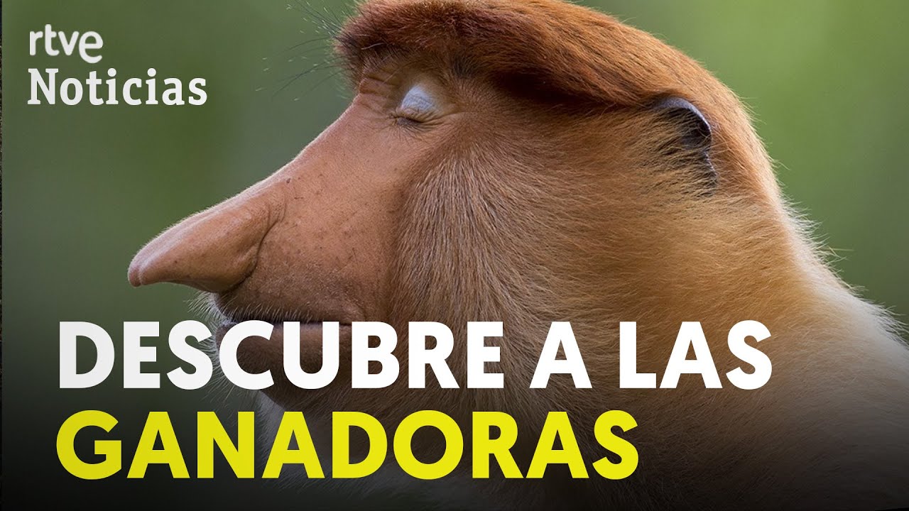 Fotografía de Vida Silvestre: Inmortaliza la Fauna de la Sierra con Consejos y Técnicas