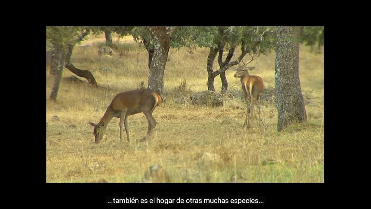 Parques Naturales: Ecosistemas Únicos en la Sierra de Córdoba