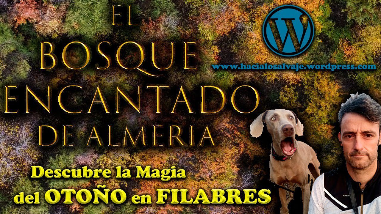 Senderos Nocturnos en Otoño: Descubre la Magia de los Bosques