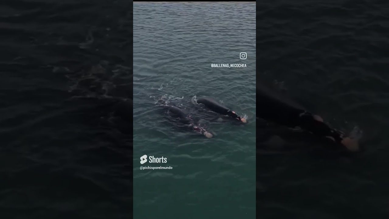 El-Festival-de-las-Ballenas-en-Ile-de-Re-Naturaleza-y-Celebracion | CR Diario El Festival de las Ballenas en Île de Ré: Naturaleza y Celebración