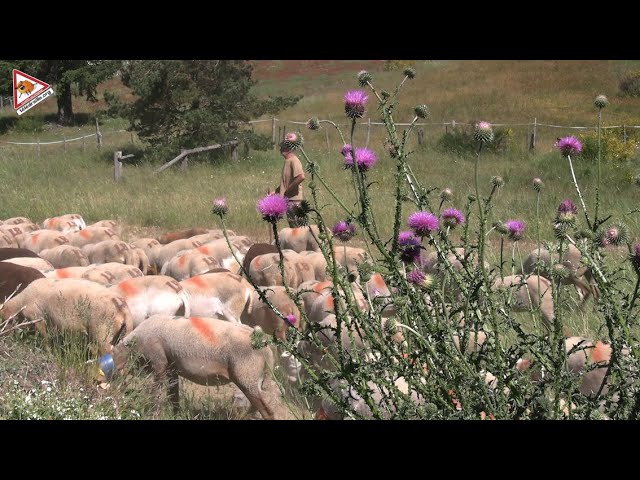 La Fête de la Transhumance en Saint-Jean-Pied-de-Port: Pastores y Tradición