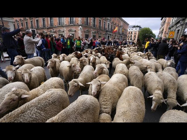 La-Fiesta-de-los-Pastores-en-Aubrac-Tradicion-y-Ganaderia-en-el-Macizo-Central | CR Diario La Fiesta de los Pastores en Aubrac: Tradición y Ganadería en el Macizo Central