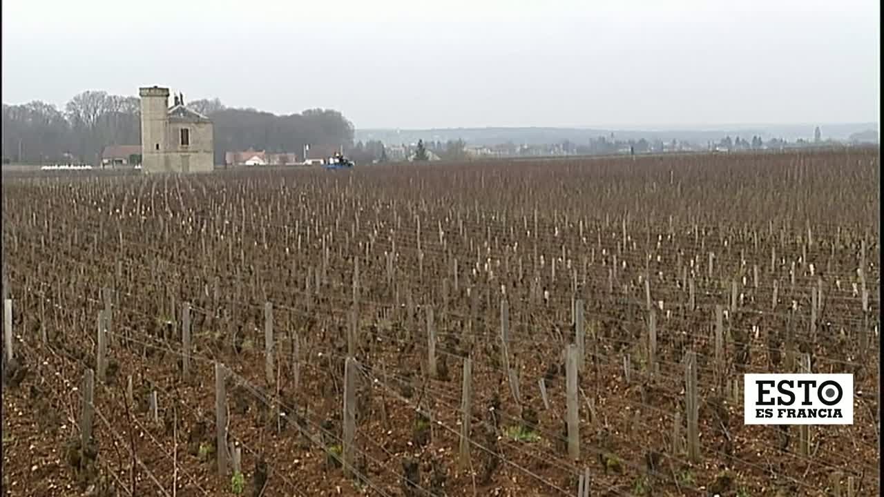 La-Fiesta-del-Vino-en-Chablis-Degustacion-y-Tradicion-en-Borgona | CR Diario La Fiesta del Vino en Chablis: Degustación y Tradición en Borgoña