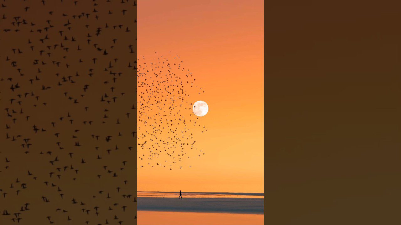 Observación de Aves Migratorias: Descubre las Rutas Aladas en la Sierra