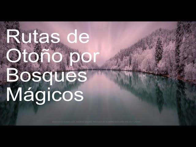 Senderismo Fotográfico en Otoño: Captura la Magia de los Bosques