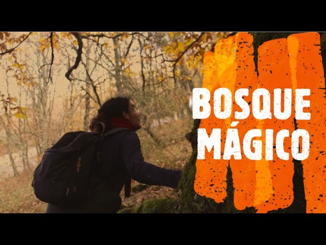 Senderos Nocturnos en Otoño: Descubre la Magia de los Bosques | Aventura y Naturaleza