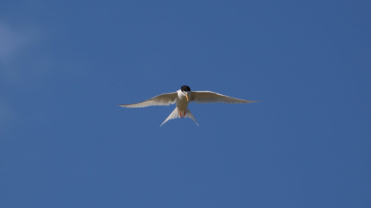 Observación de Aves: Descubre la Avifauna Única de la Región