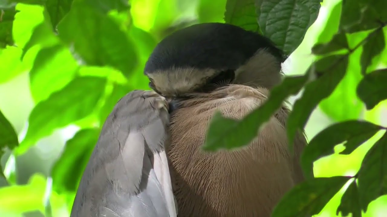 Observación de Aves Migratorias: Descubre las Fascinantes Rutas Aladas en la Sierra