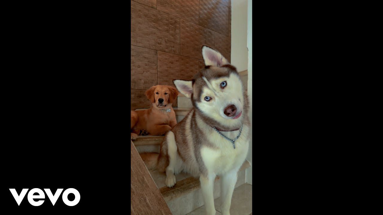 Aventuras-con-Cuatro-Patas-Explora-la-Sierra-de-Cadiz-con-Tu-Perro | CR Diario Aventuras con Cuatro Patas: Explora la Sierra de Cádiz con Tu Perro