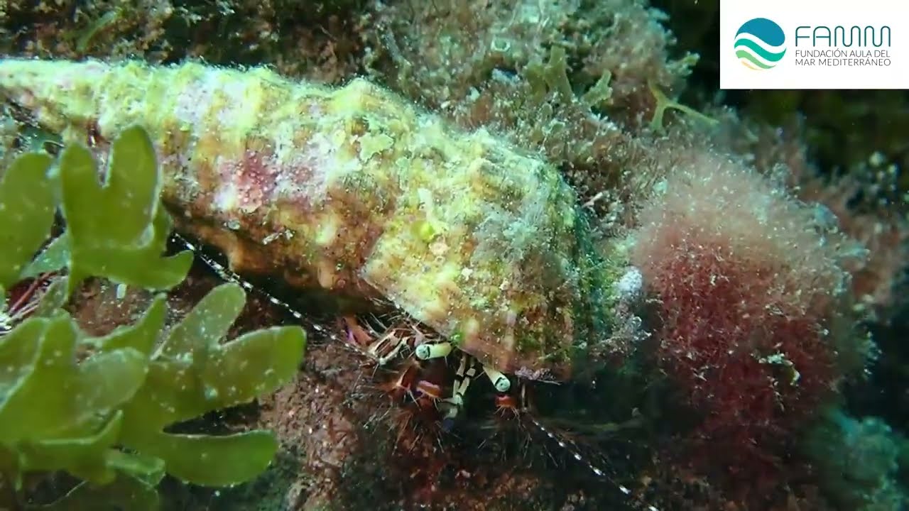 Flora y Fauna de la Sierra de Málaga: Descubre su Ecosistema Único