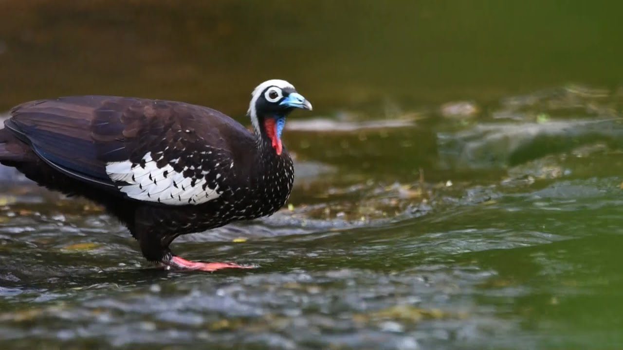 Observacion-de-Aves-Un-Paraiso-para-los-Amantes-de-la-Ornitologia | CR Diario Observación de Aves: Un Paraíso para los Amantes de la Ornitología