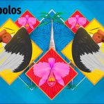 que-expertos-han-estudiado-Como-los-simbolos-patrios-estan-presentes-en-la-vida-cotidiana | CR Diario qué expertos han estudiado Cómo los símbolos patrios están presentes en la vida cotidiana