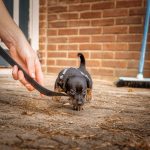 Small black and brown puppy on a leash being led across a dirt surface outside a brick building.